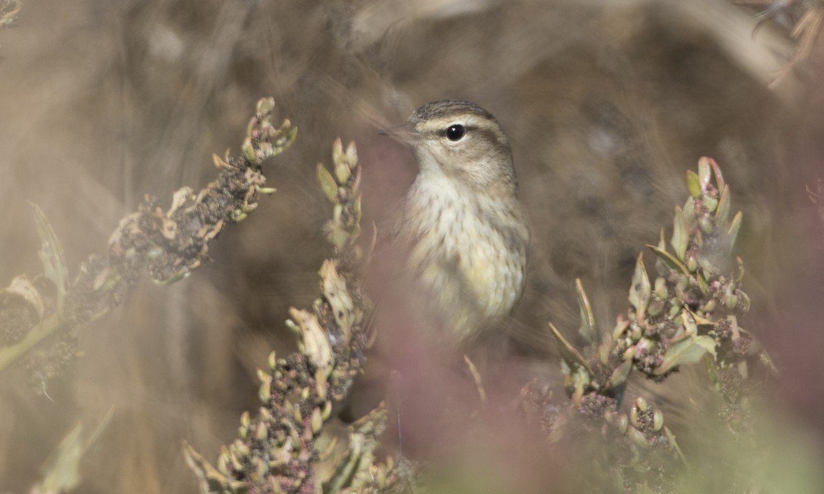 lesňáček bažinný (ssp. palmarum) - ML73690141