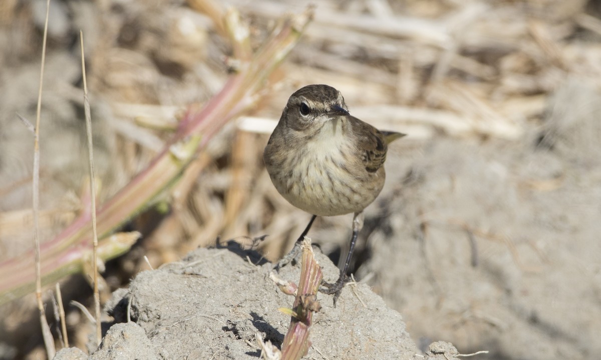 Palm Warbler (Western) - Brian Sullivan