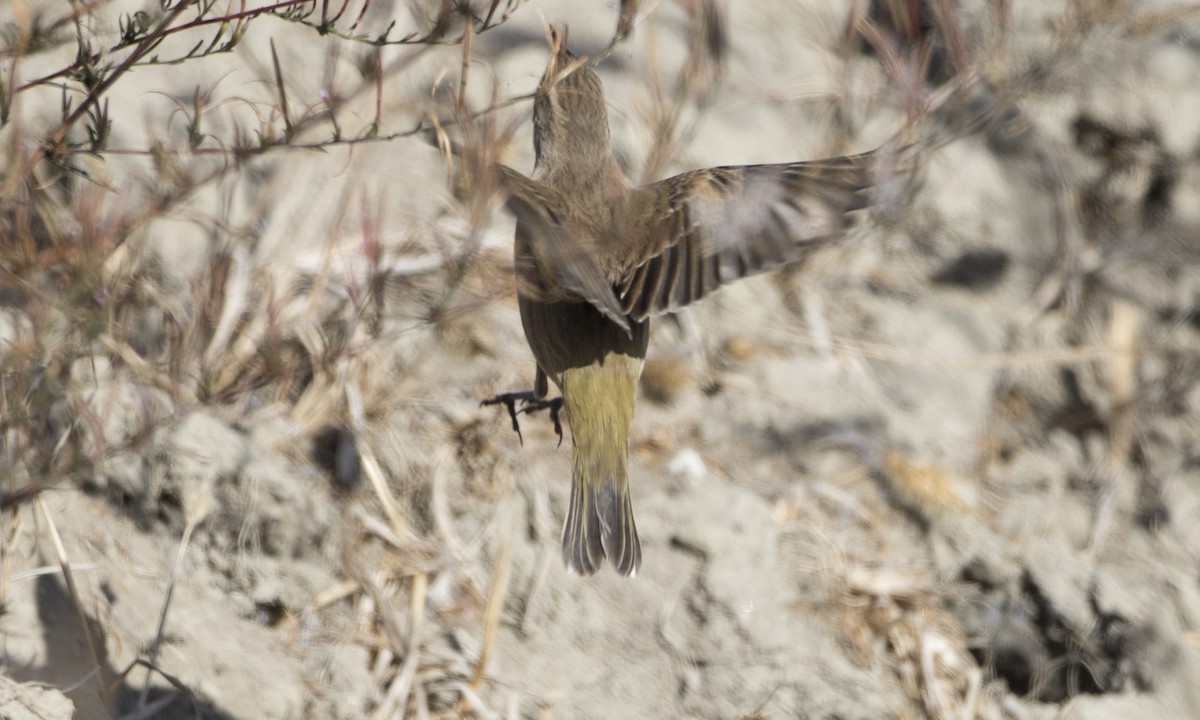 lesňáček bažinný (ssp. palmarum) - ML73690161