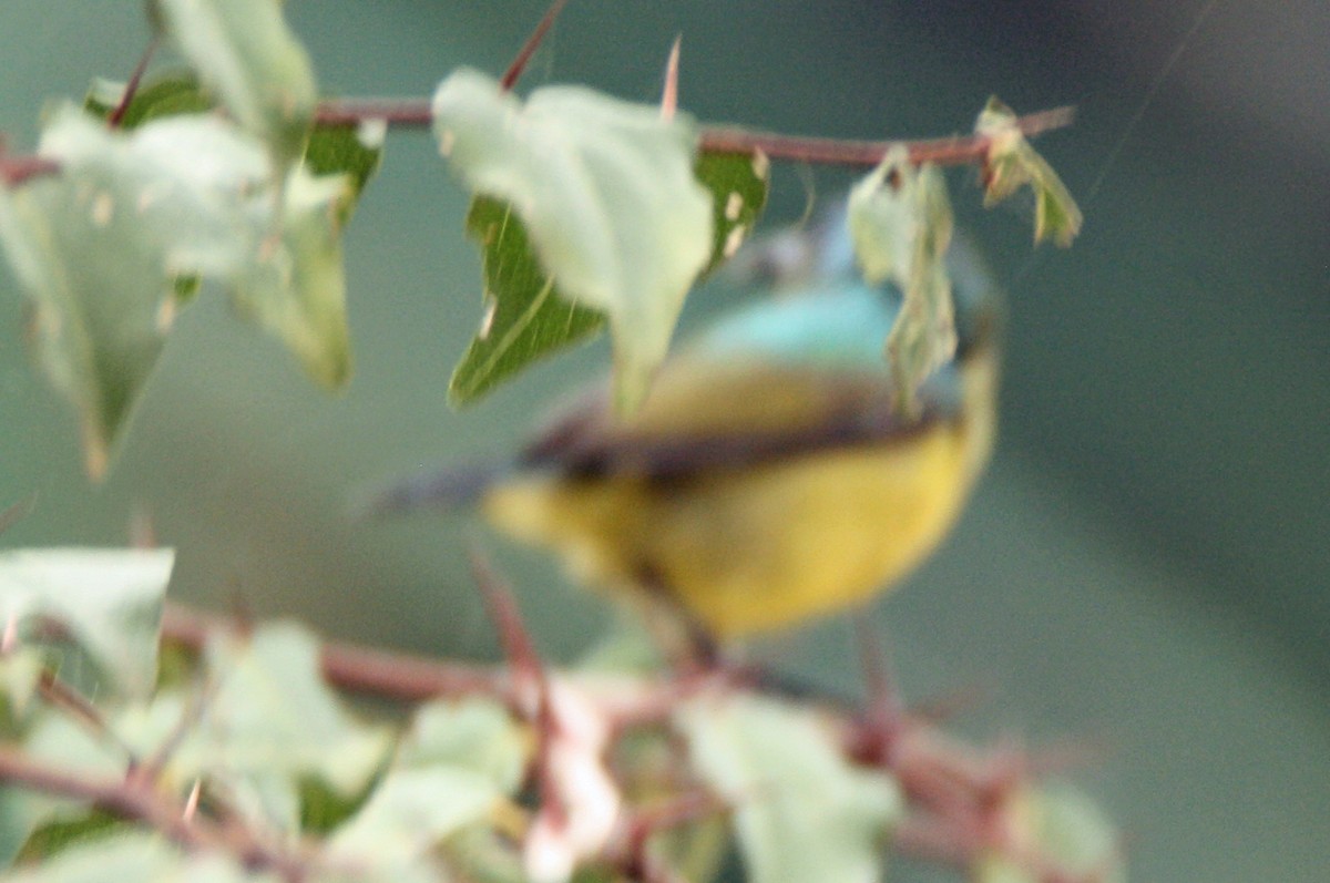 Collared Sunbird - ML73690321