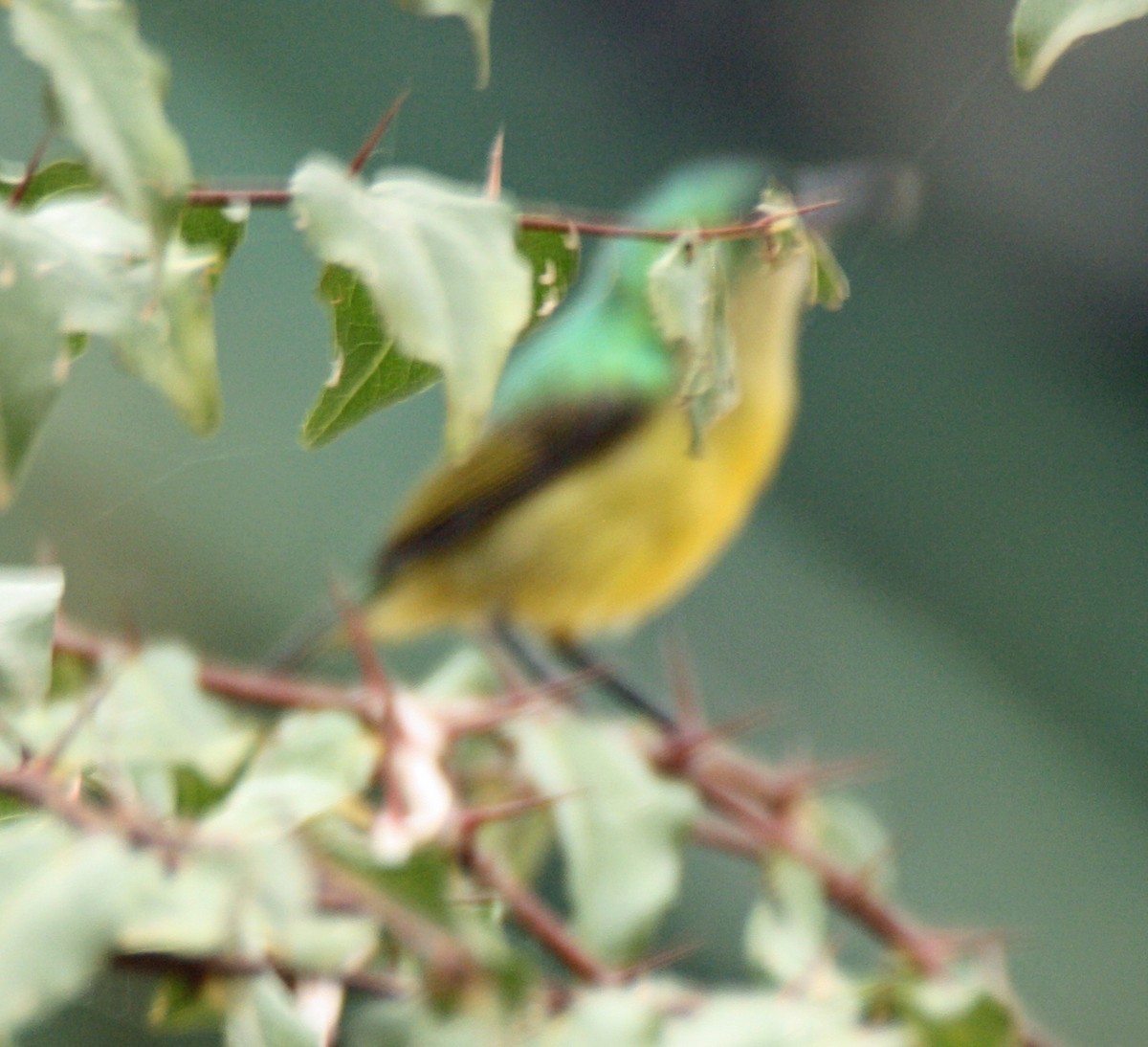 Collared Sunbird - ML73690331
