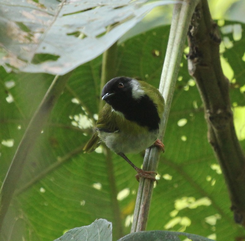 Masked Apalis - ML73690411