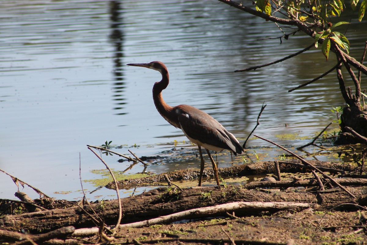 Tricolored Heron - ML73690601