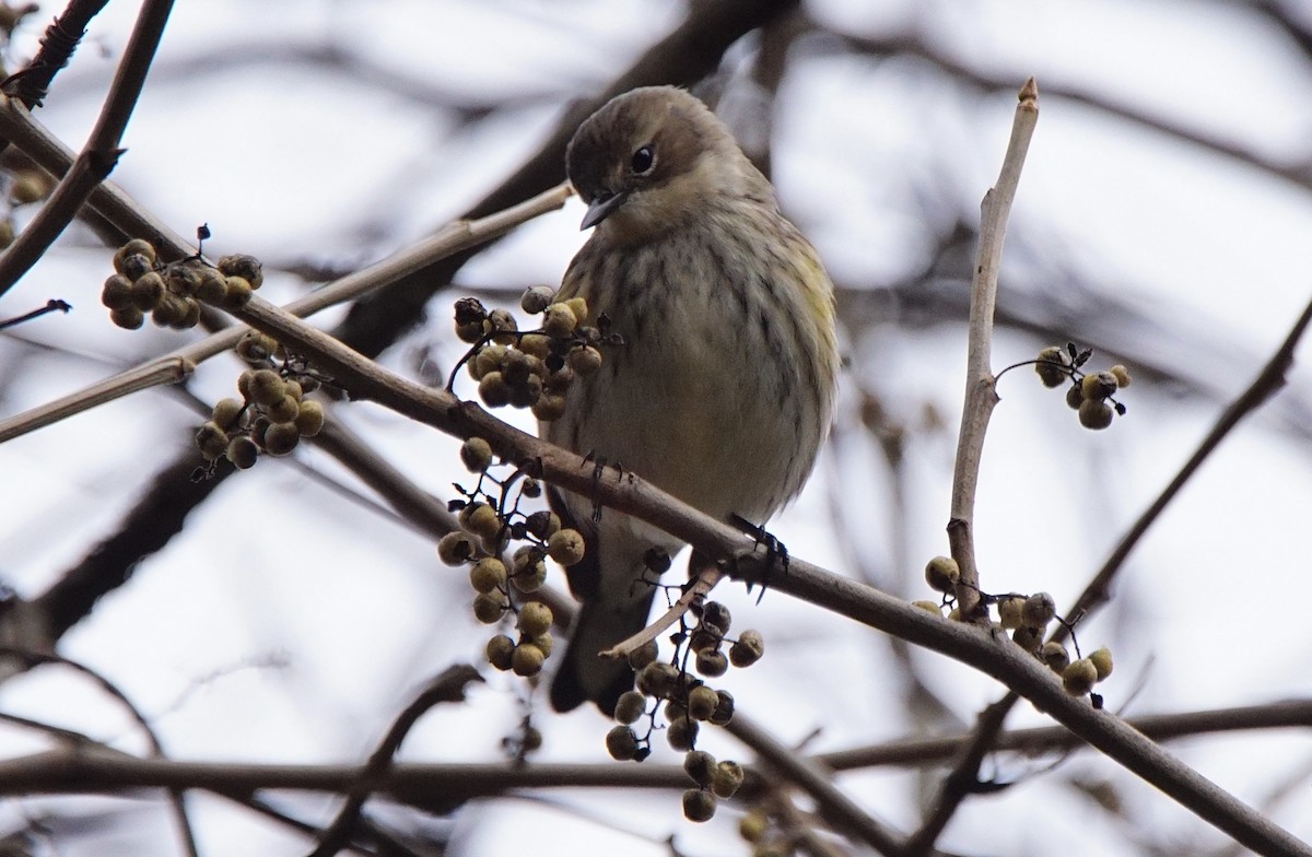 Yellow-rumped Warbler (Myrtle) - Dennis Mersky