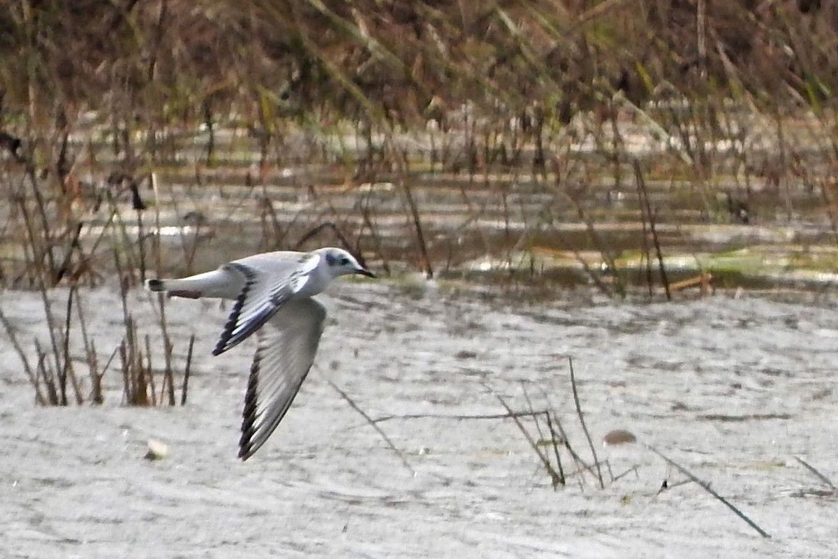 Bonaparte's Gull - ML73691231