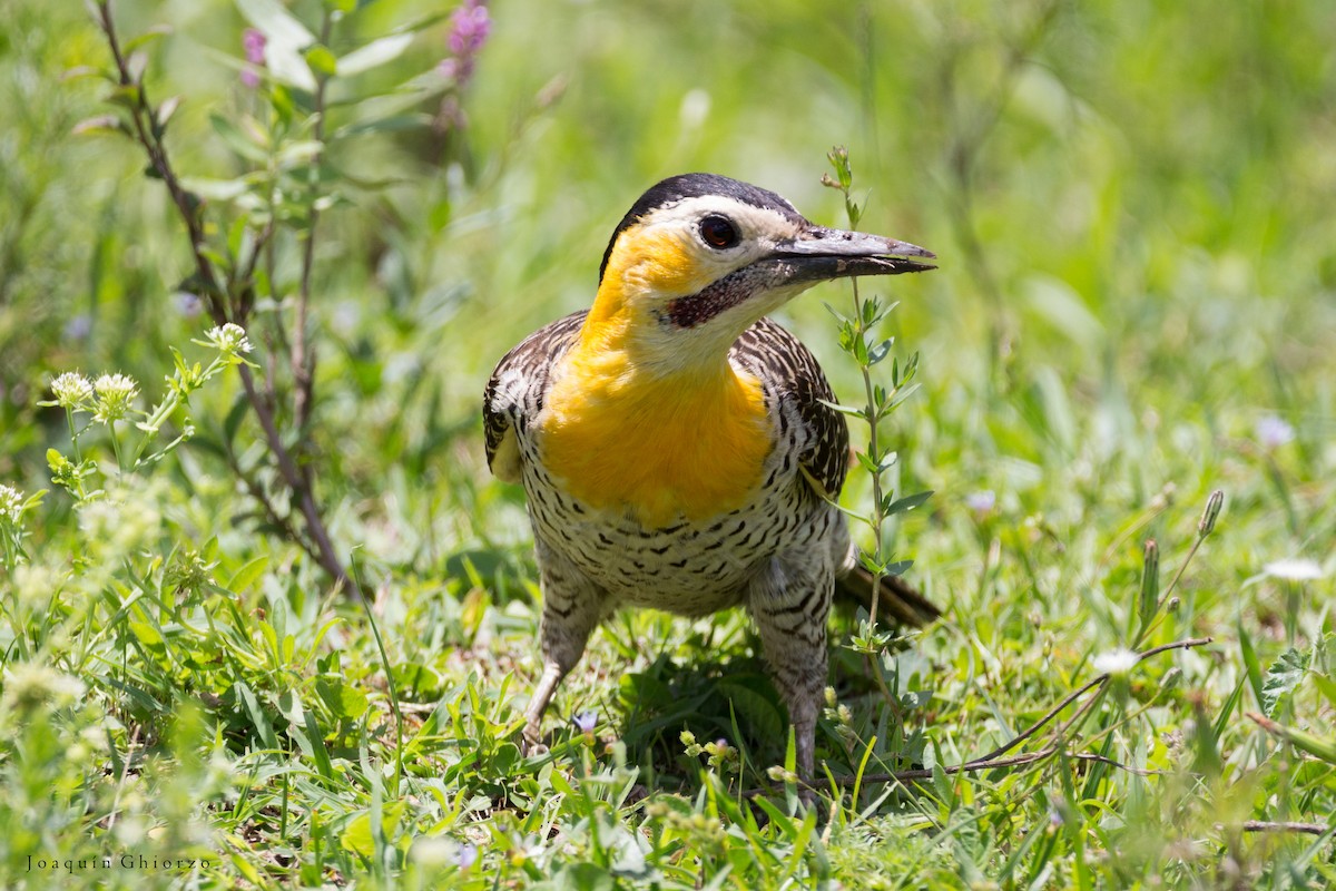 Campo Flicker - ML73694931