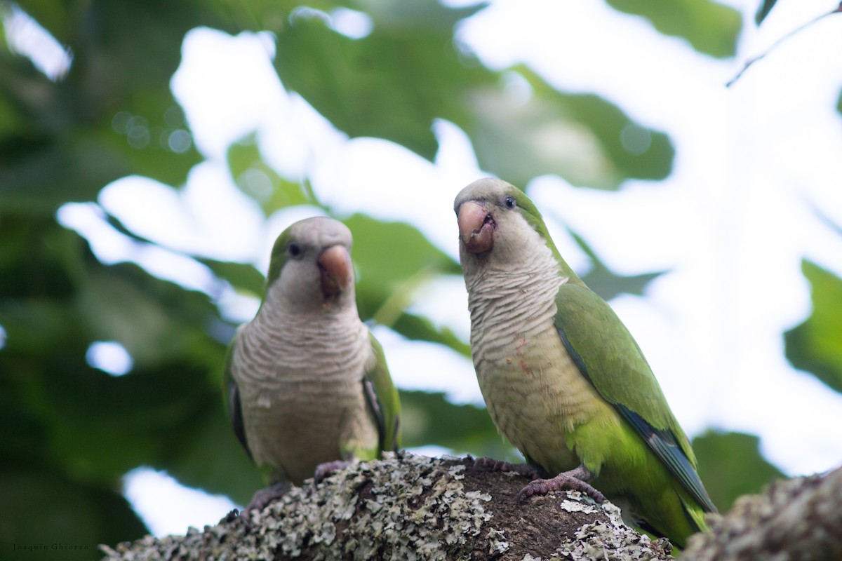 mníšek šedý - ML73694971