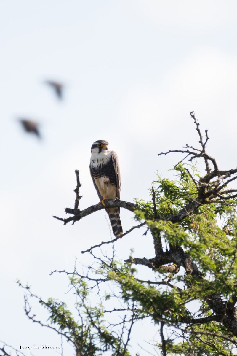 Aplomado Falcon - ML73695511