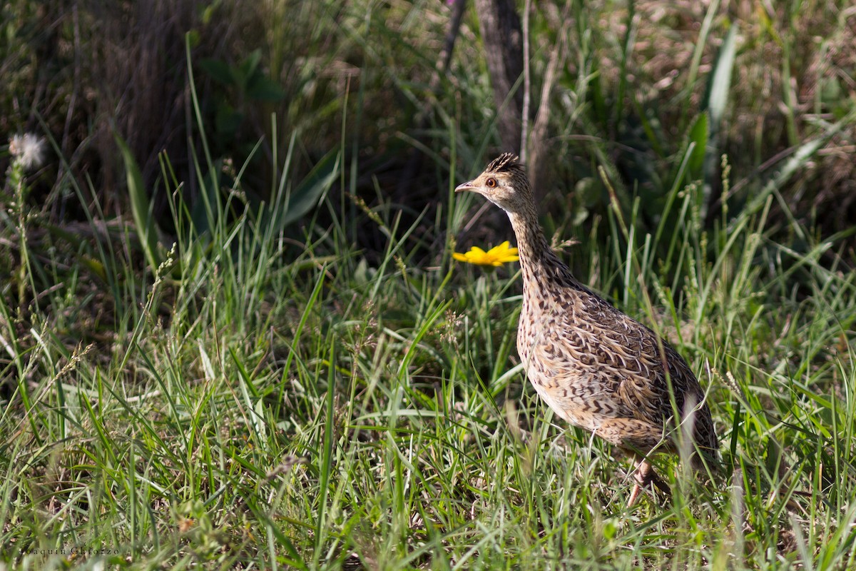 Spotted Nothura - ML73695531