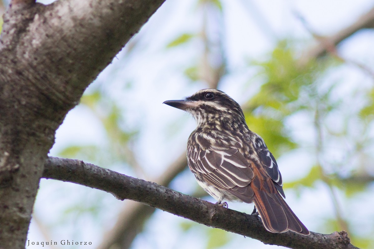 Streaked Flycatcher - ML73695571