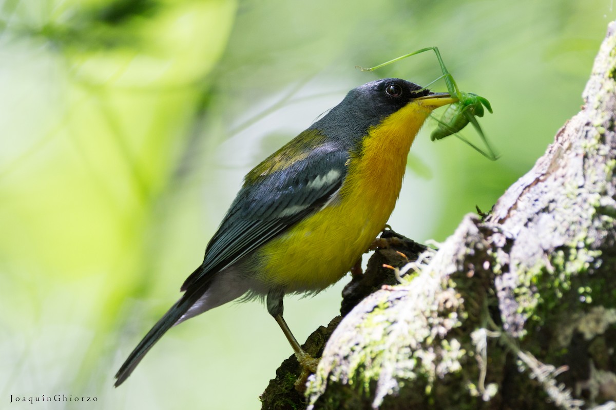 Tropical Parula - ML73696041