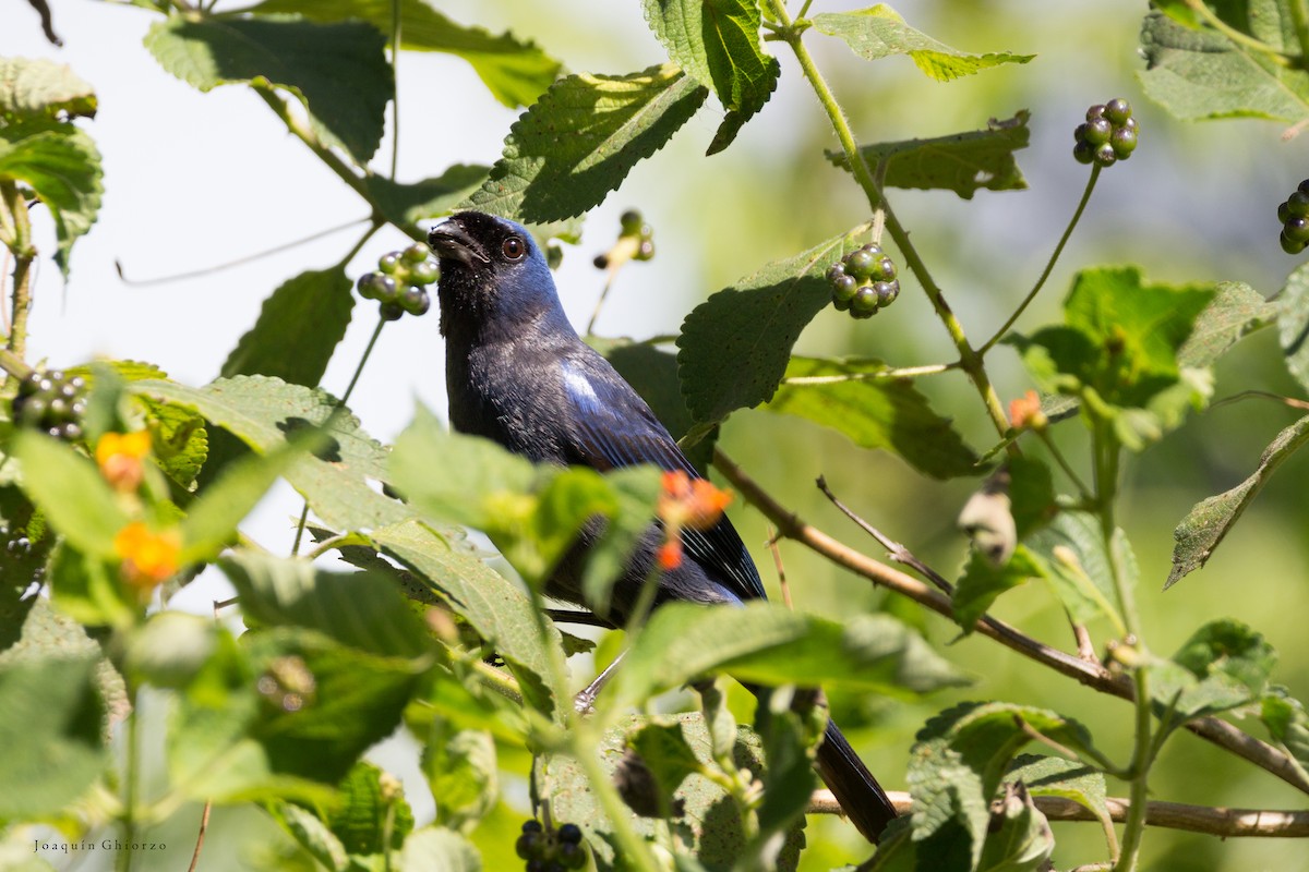 Diademed Tanager - ML73696131