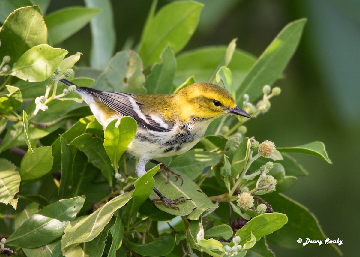 Black-throated Green Warbler - Denny Swaby
