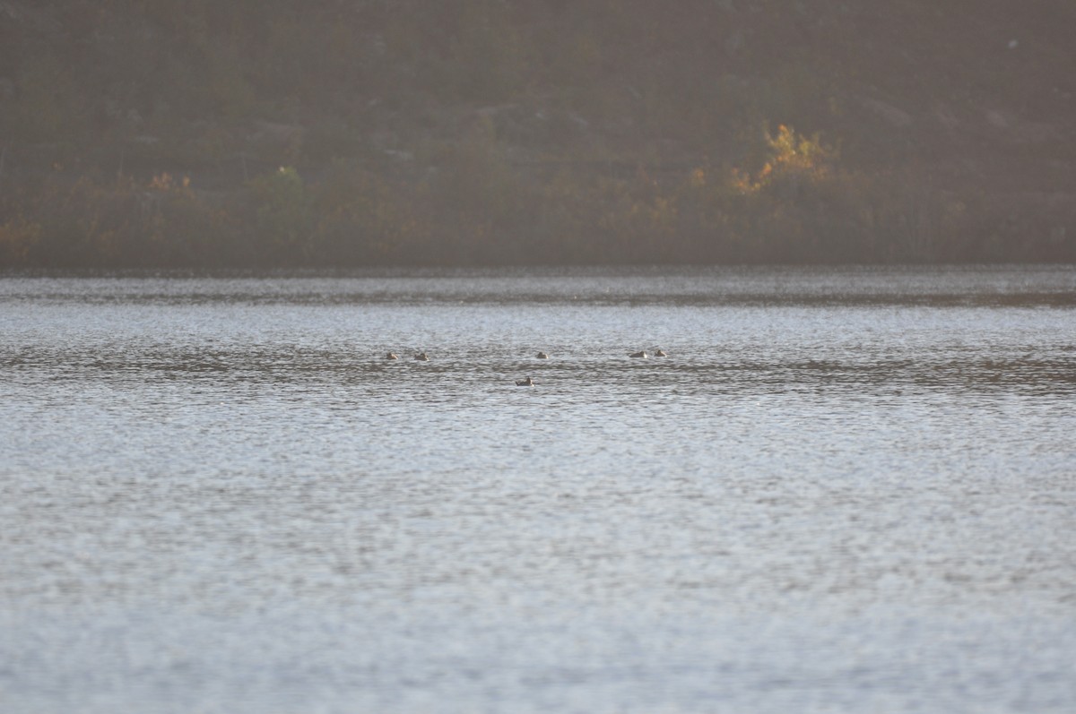 Ruddy Duck - ML73699881