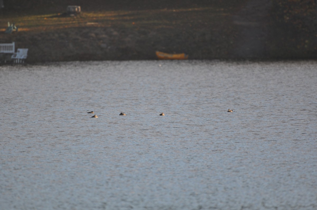 Ruddy Duck - ML73699901