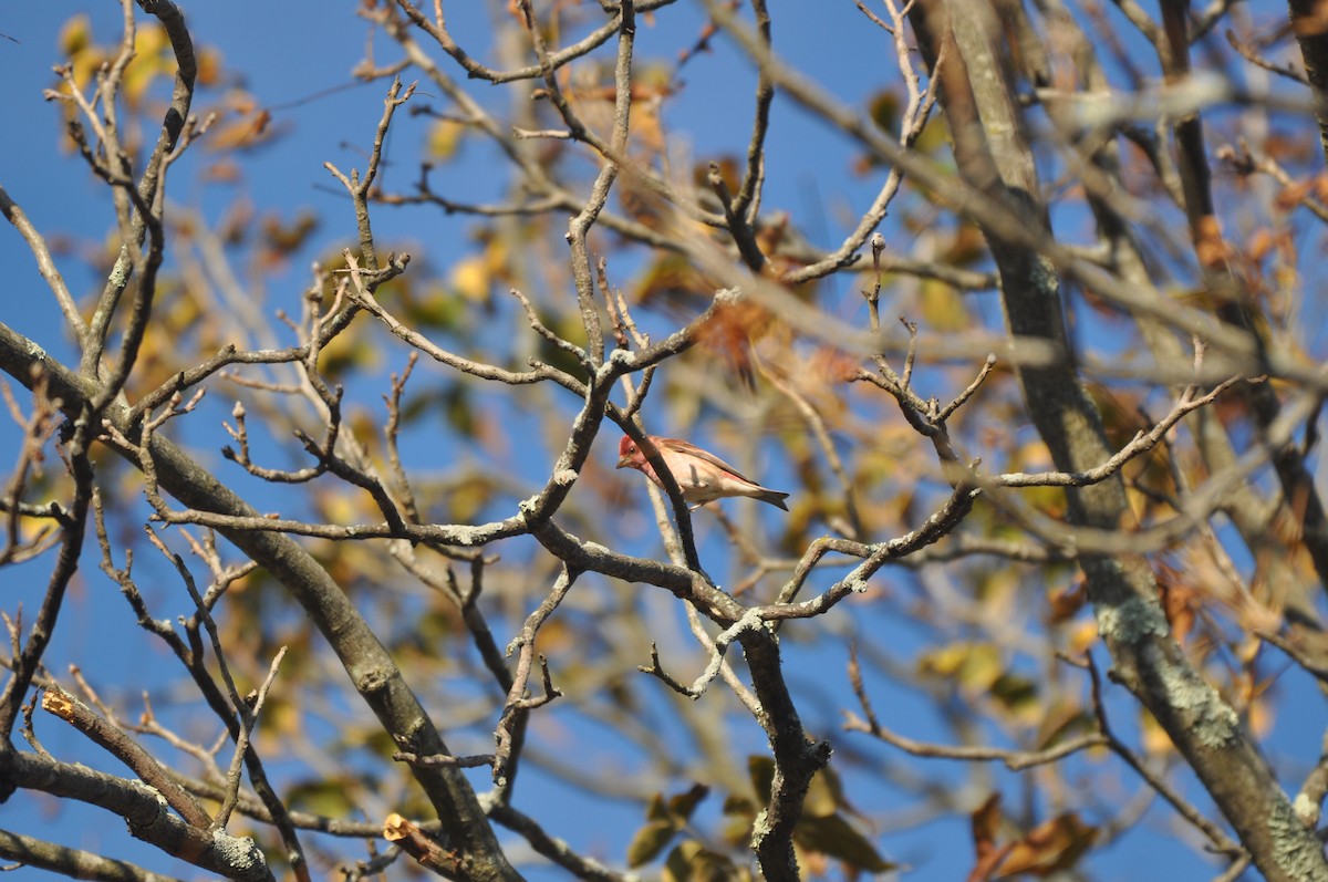 Purple Finch - ML73699951