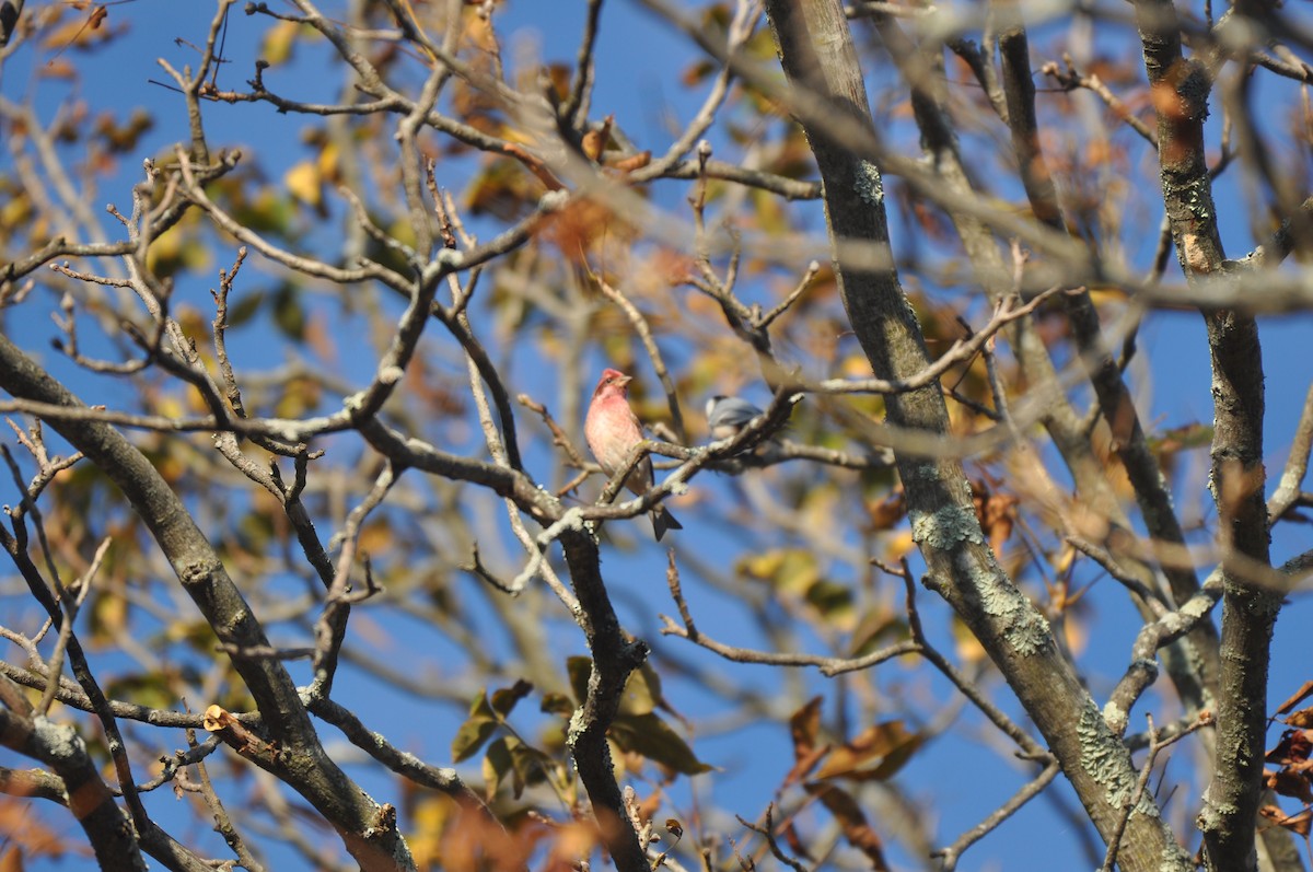 Purple Finch - ML73700041