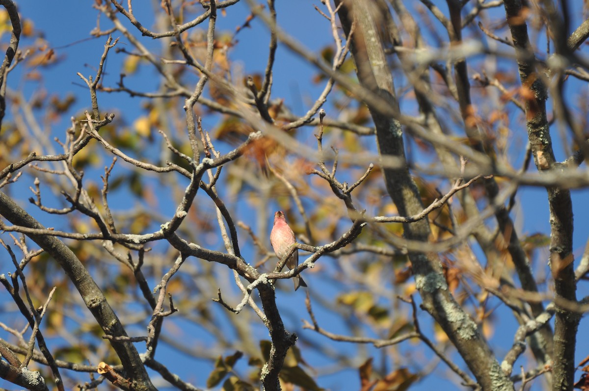 Purple Finch - ML73700051