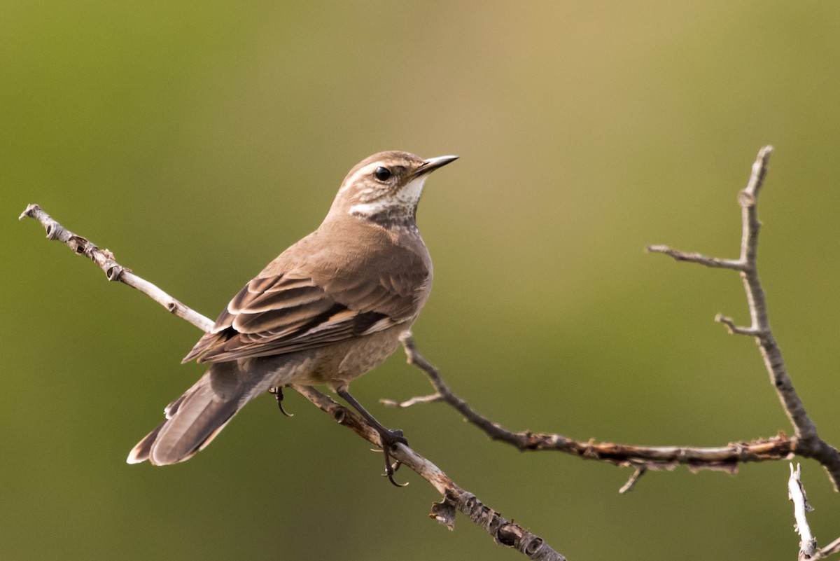 Buff-winged Cinclodes - ML73701351