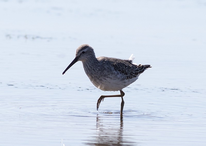 Stilt Sandpiper - ML73701561