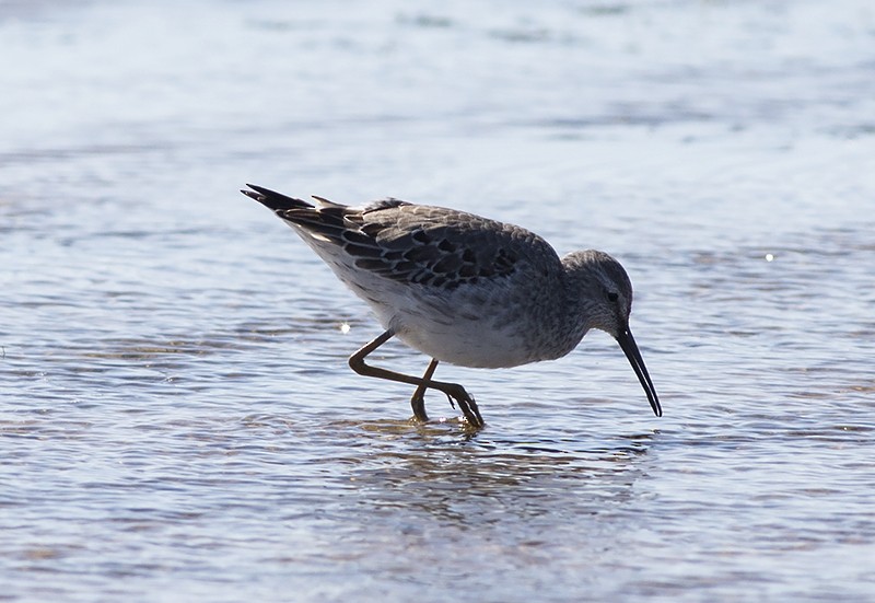 Stilt Sandpiper - ML73701571