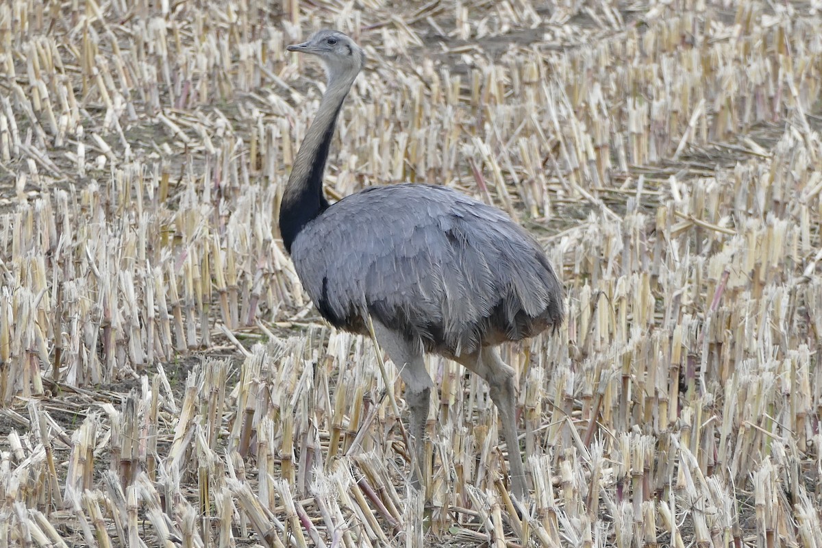 Greater Rhea - Andreas Hess