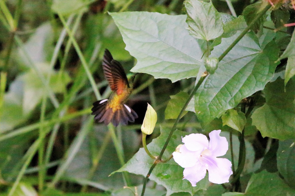 kolibřík páskoocasý - ML73704781