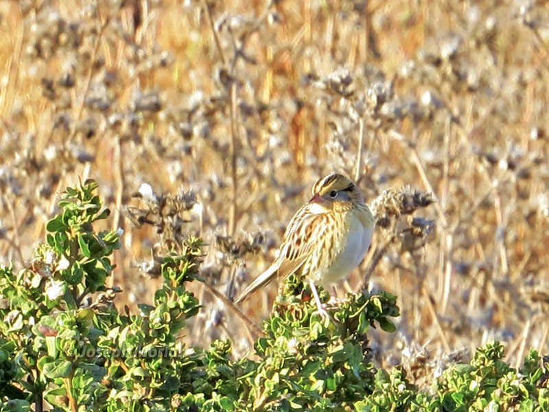 LeConte's Sparrow - ML73705201