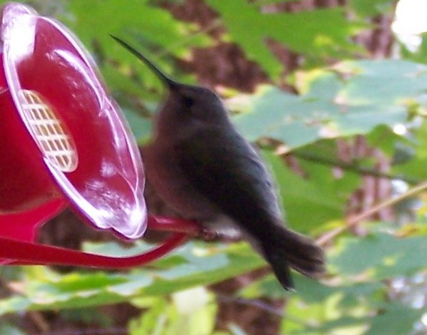 Costa's Hummingbird - ML73706651