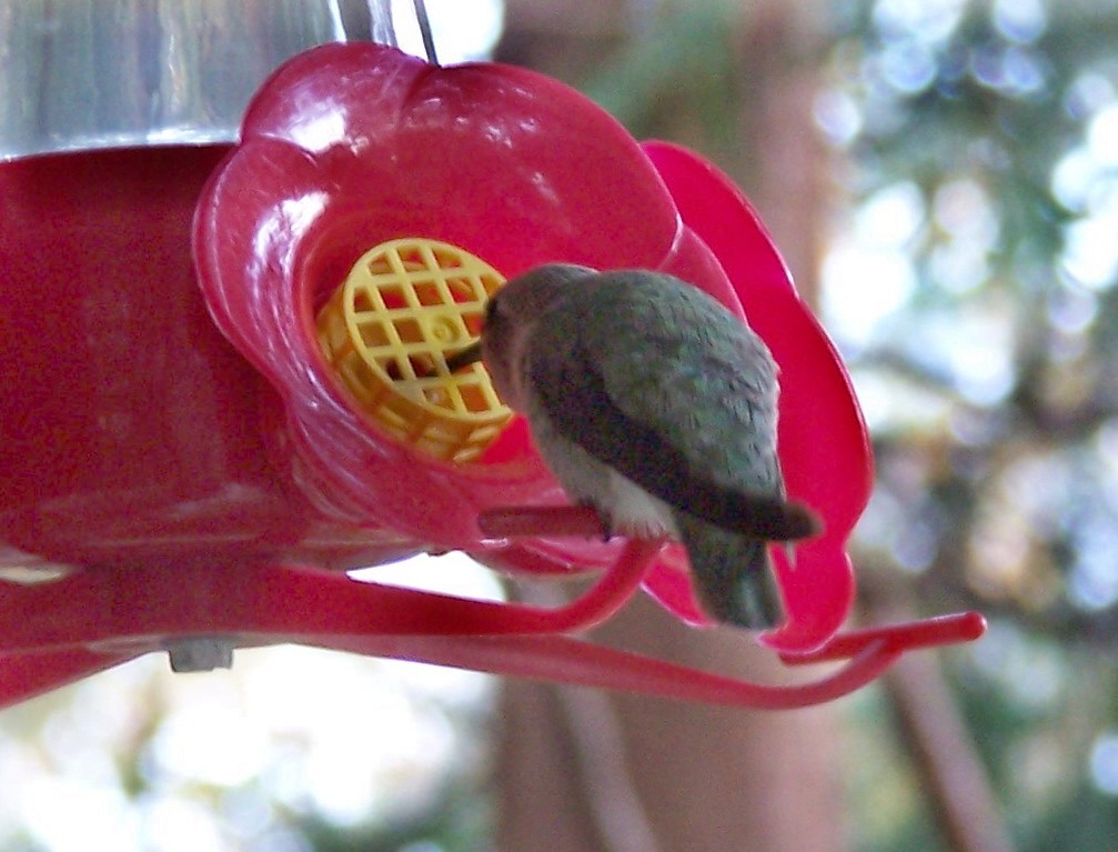 Costa's Hummingbird - ML73706661