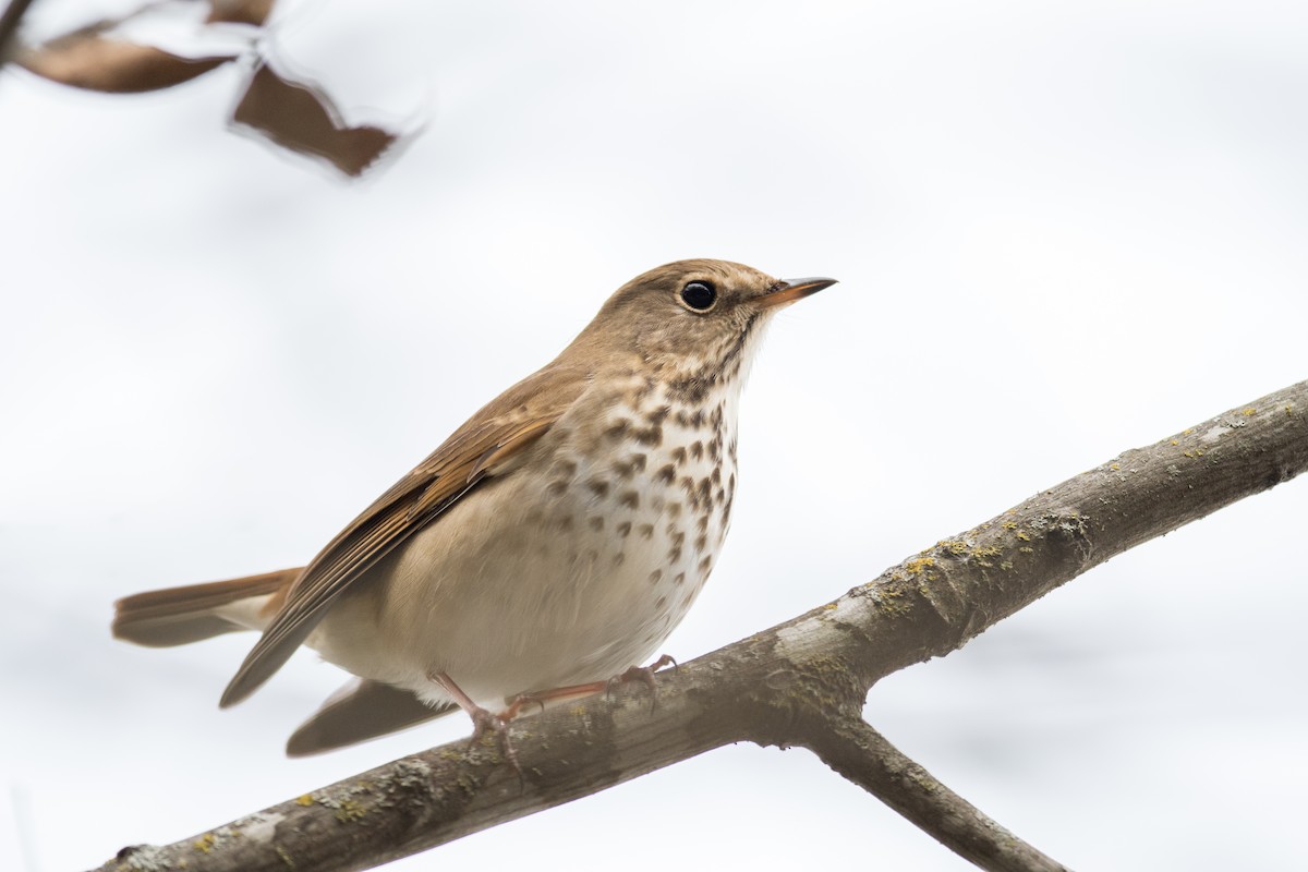 Hermit Thrush - ML73706991