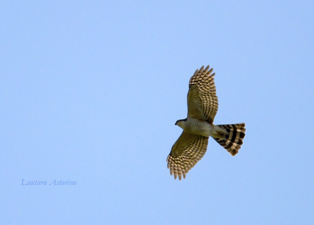 Sharp-shinned Hawk - ML73707021