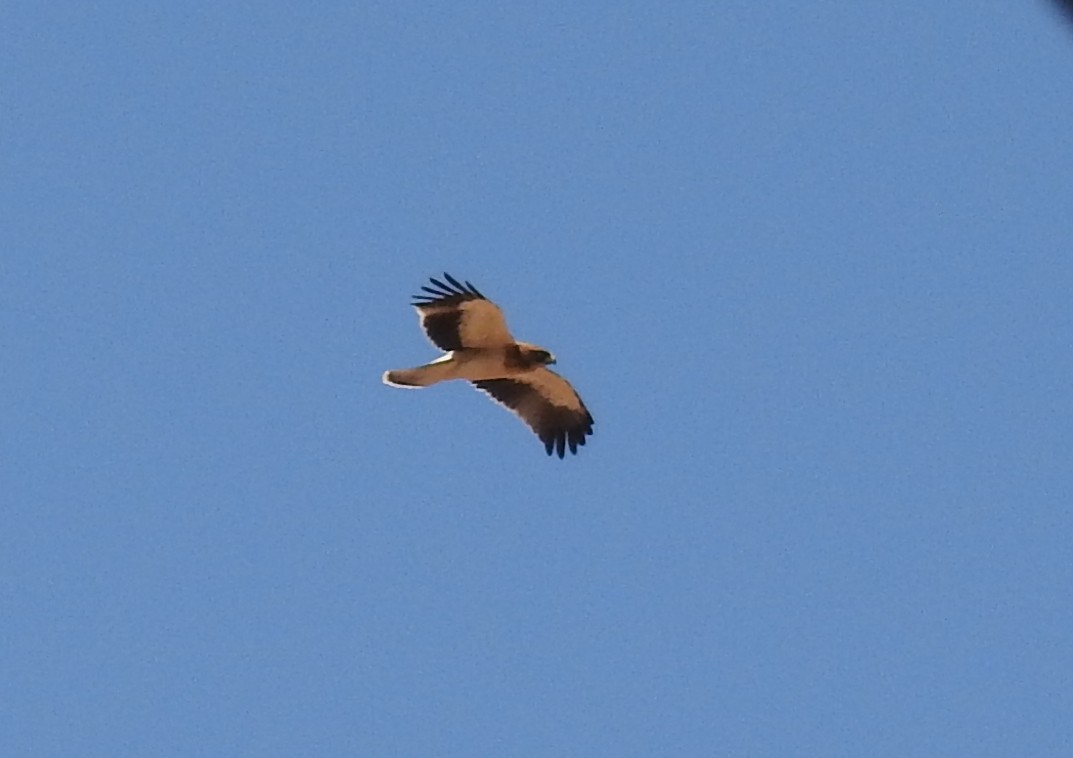 Booted Eagle - Bob Curry