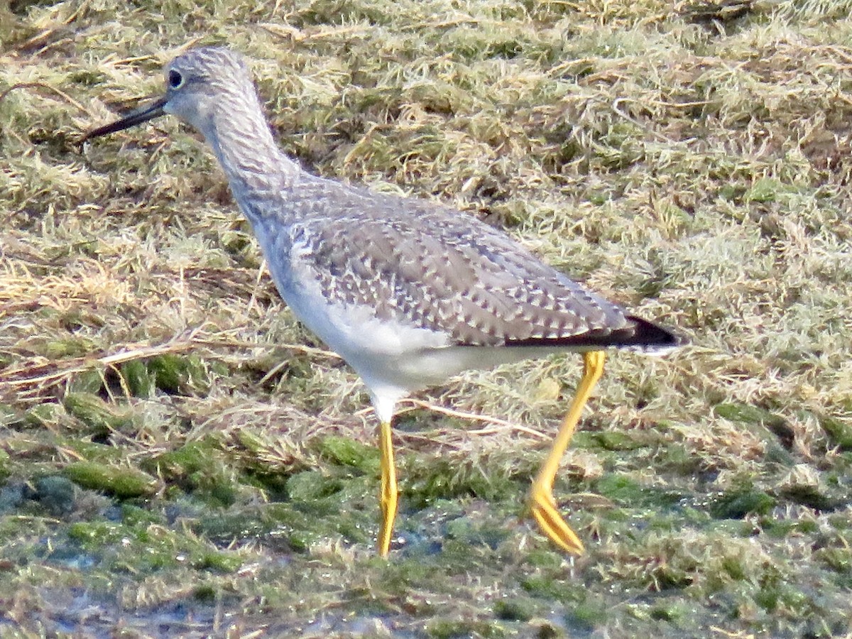 Greater Yellowlegs - Babs Buck