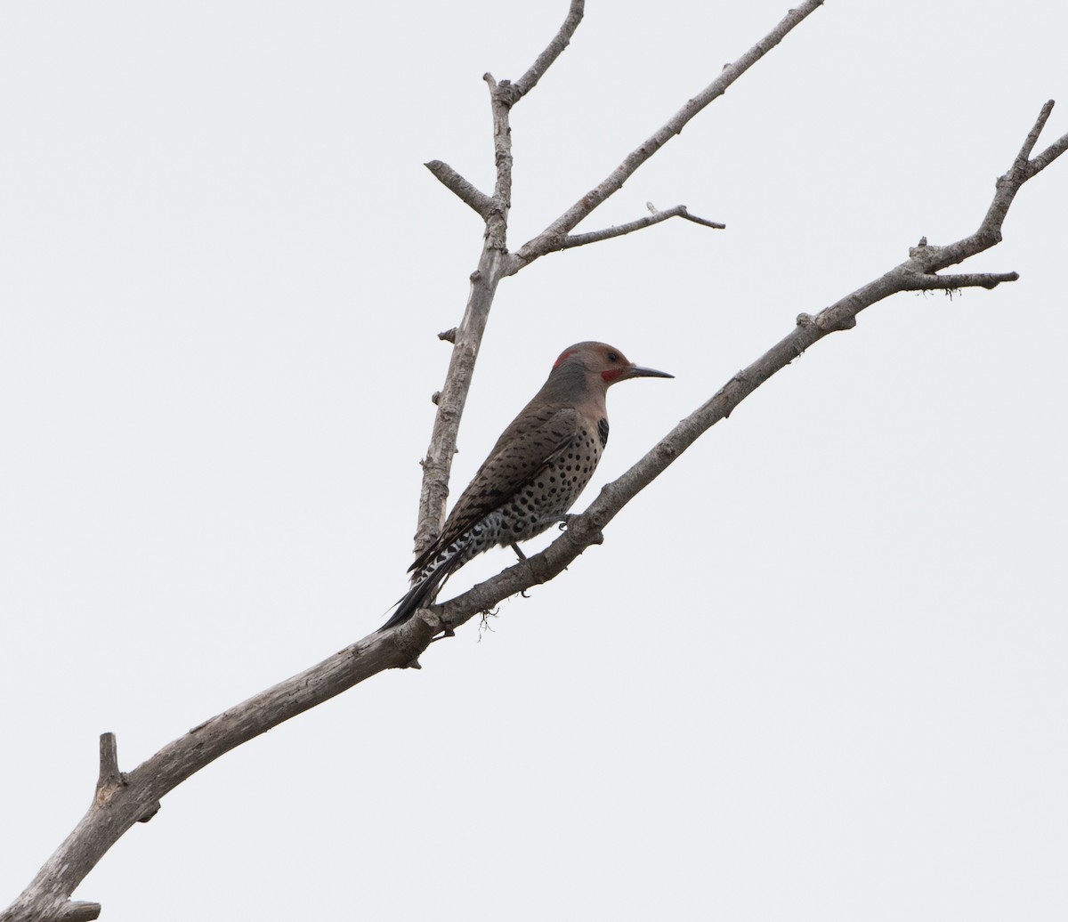 Northern Flicker - ML73709181