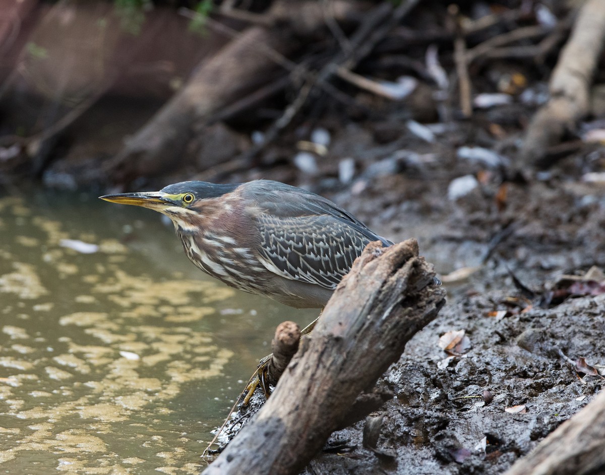 Green Heron - Nicholas Levendosky