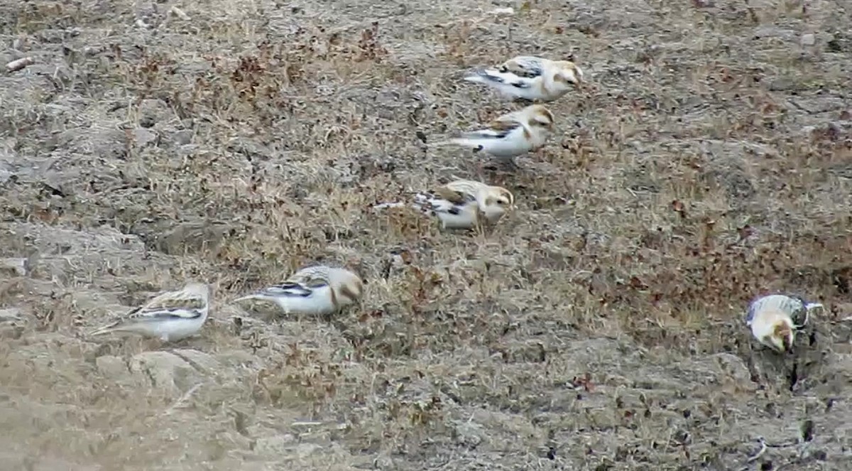 Snow Bunting - ML73711291