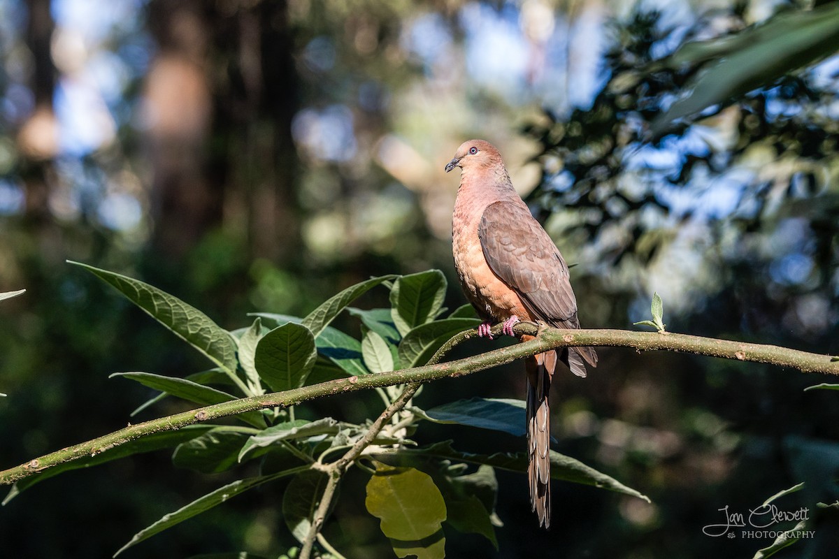 Brown Cuckoo-Dove - ML73711361