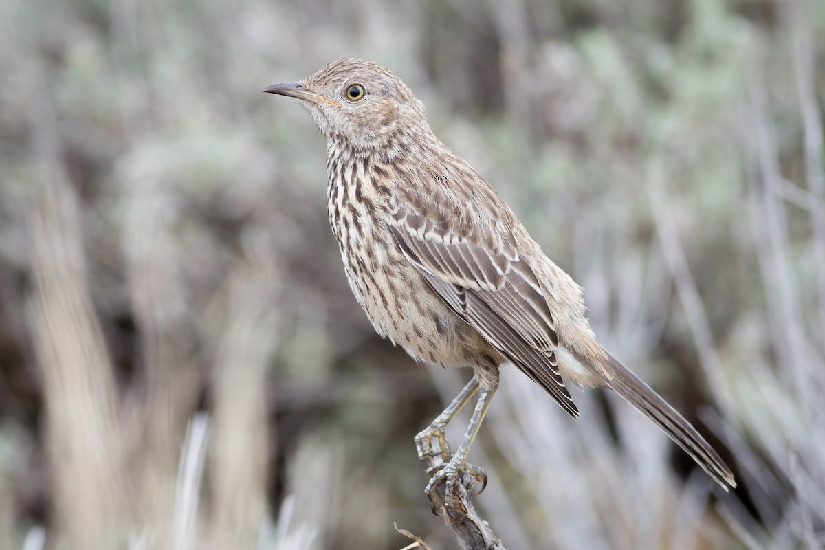 Sage Thrasher - Darren Clark