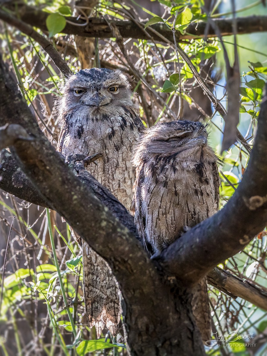 Tawny Frogmouth - ML73711591