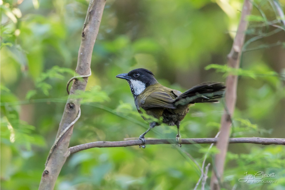 Eastern Whipbird - Jan Clewett