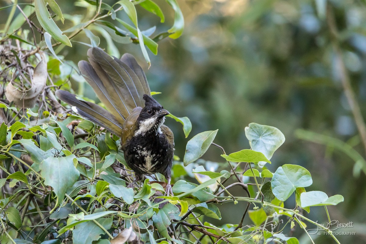 Eastern Whipbird - ML73712211