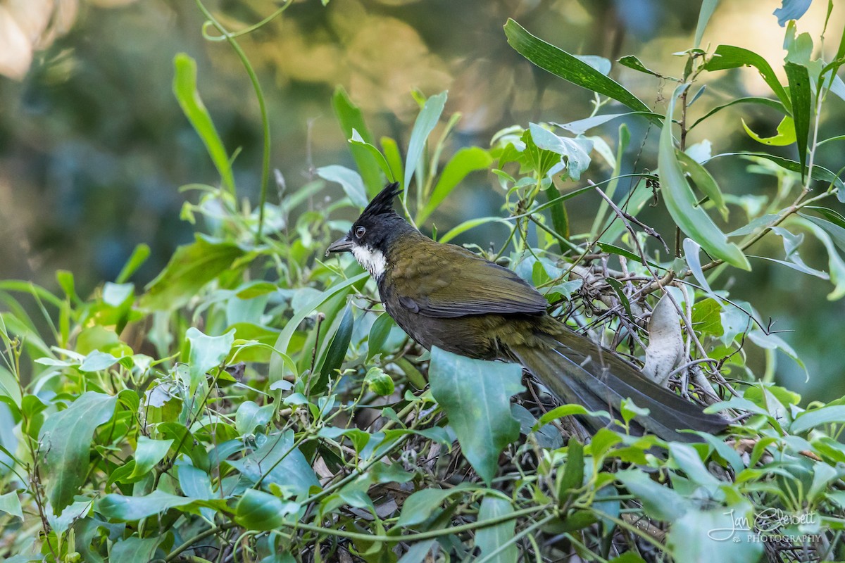 Eastern Whipbird - ML73712241