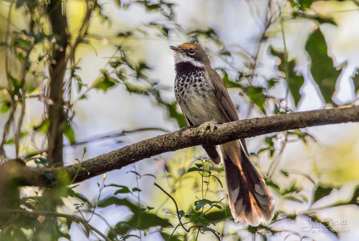 Australian Rufous Fantail - ML73712421