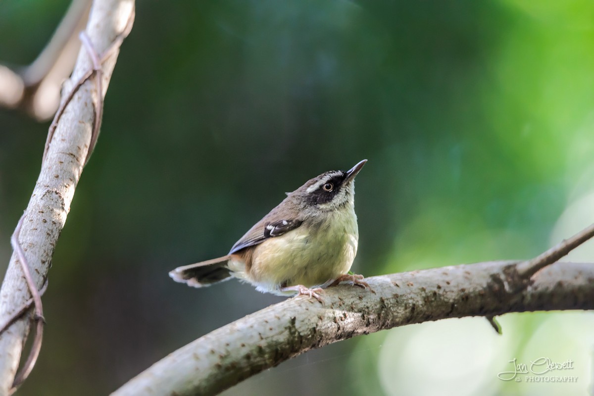 White-browed Scrubwren (White-browed) - ML73712491