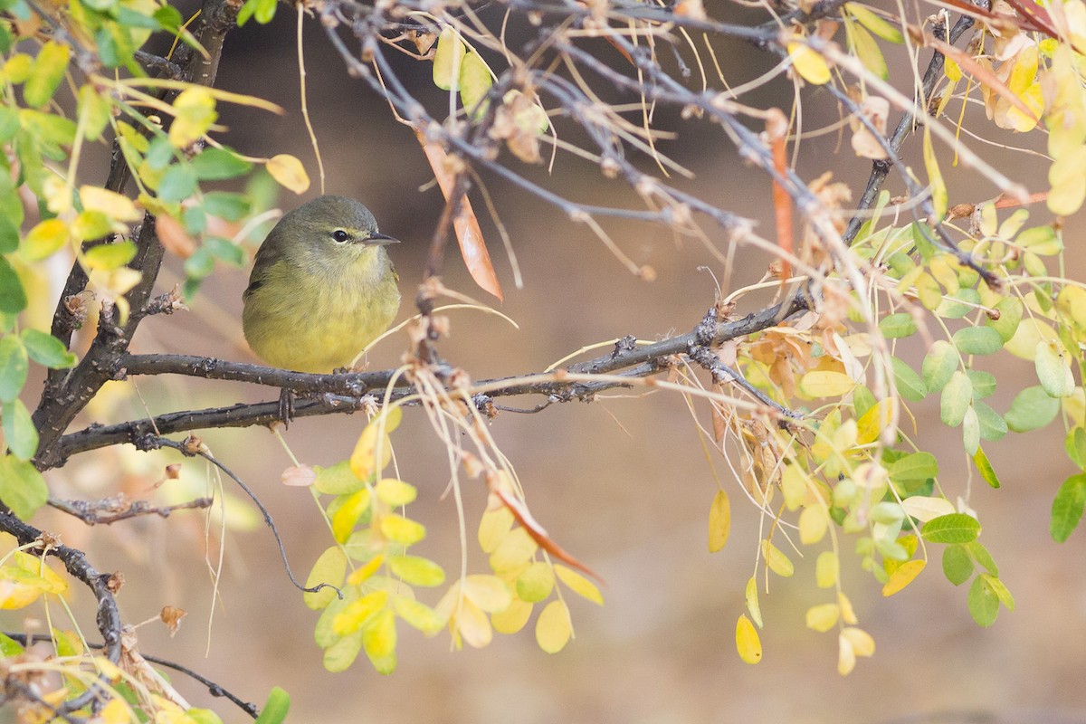 Orange-crowned Warbler - ML73712681