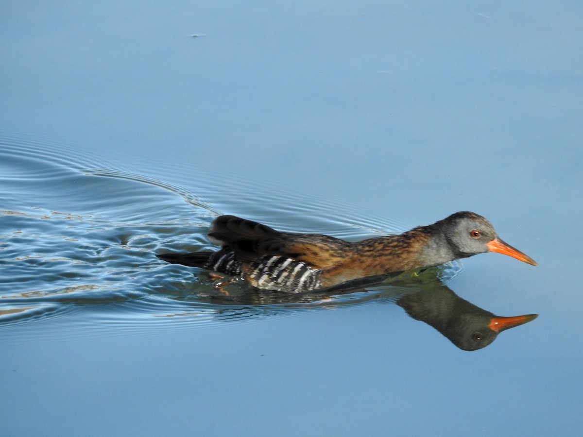 Water Rail - ML73712971