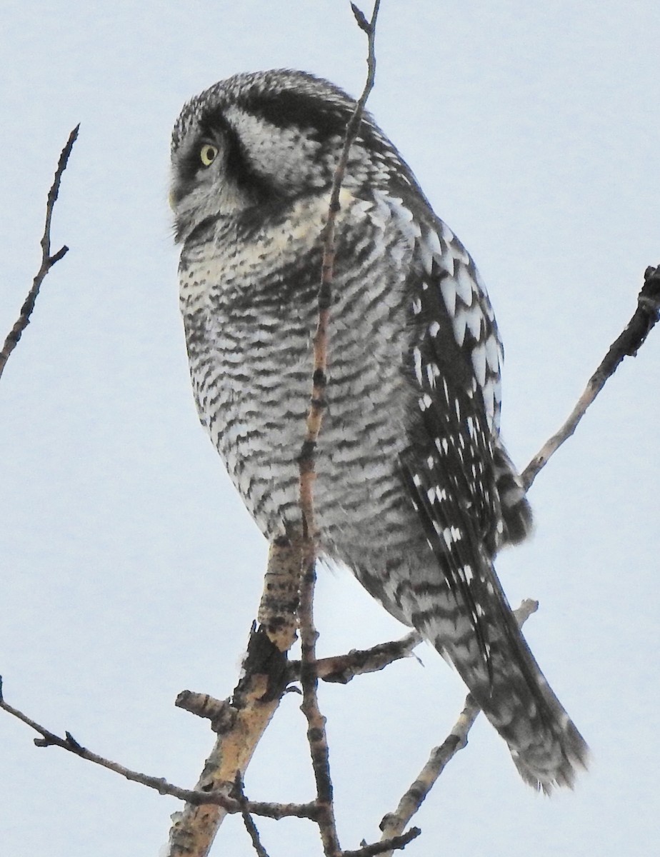 Northern Hawk Owl - Dan Stoker