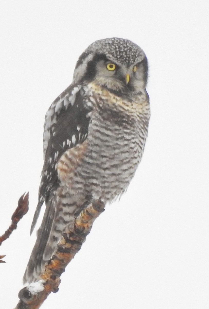 Northern Hawk Owl - Dan Stoker