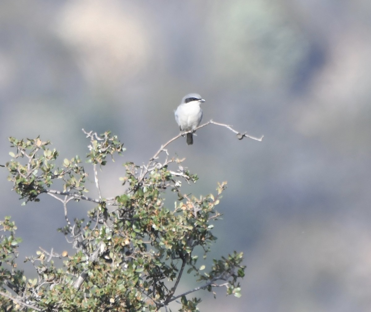 Loggerhead Shrike - ML73713771